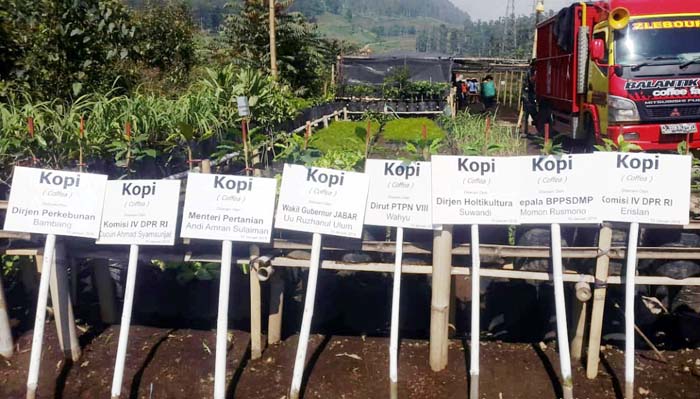 Konservasi DAS Citarum, Sejuta Benih Kopi Kementan Dukung Cegah Longsor